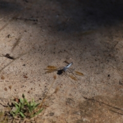 Orthetrum caledonicum at Mount Mugga Mugga - 2 Feb 2024