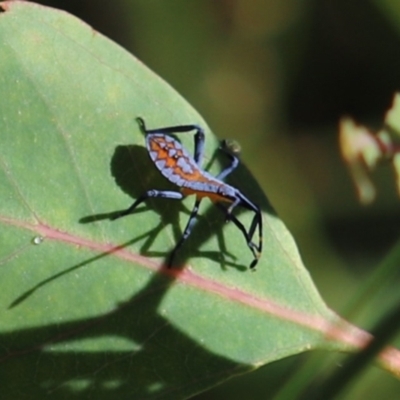 Amorbus (genus) (Eucalyptus Tip bug) at Mount Mugga Mugga - 2 Feb 2024 by Mike