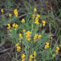 Chrysocephalum apiculatum (Common Everlasting) at Mount Mugga Mugga - 3 Feb 2024 by Mike