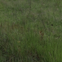 Sporobolus creber (Slender Rat's Tail Grass) at O'Malley, ACT - 2 Feb 2024 by Mike