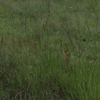 Sporobolus creber (Slender Rat's Tail Grass) at Mount Mugga Mugga - 3 Feb 2024 by Mike