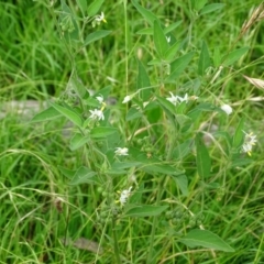 Solanum chenopodioides (Whitetip Nightshade) at Mount Mugga Mugga - 3 Feb 2024 by Mike