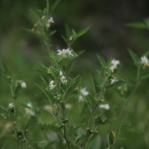 Solanum chenopodioides at Mount Mugga Mugga - 3 Feb 2024