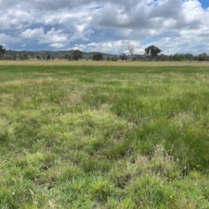 Gallinago hardwickii at Throsby, ACT - 6 Feb 2024