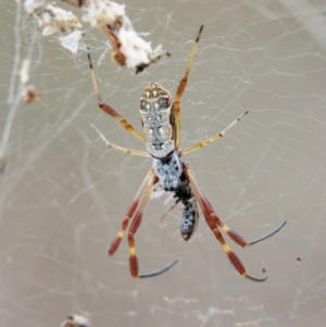 Trichonephila edulis at QPRC LGA - 25 Jan 2024