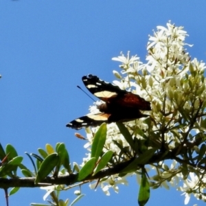 Vanessa itea at South East Forest National Park - 3 Feb 2024