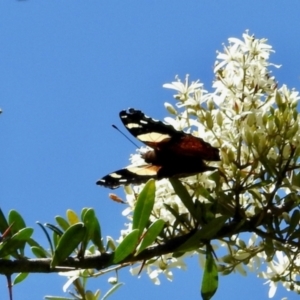 Vanessa itea at South East Forest National Park - 3 Feb 2024 12:25 PM