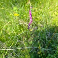 Spiranthes australis (Austral Ladies Tresses) at Tantawangalo, NSW - 2 Feb 2024 by KMcCue