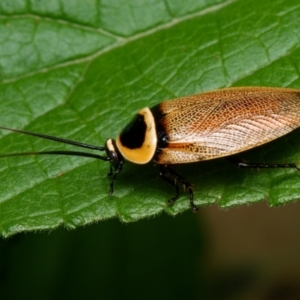 Ellipsidion australe at Downer, ACT - 6 Feb 2024