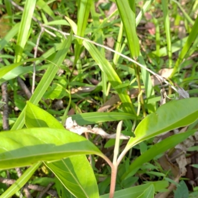 Rhodomyrtus psidioides (Native Guava) at Gleniffer, NSW - 5 Feb 2024 by NJ