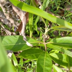 Rhodomyrtus psidioides at Gleniffer, NSW - 5 Feb 2024