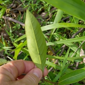 Rhodomyrtus psidioides at Gleniffer, NSW - 5 Feb 2024