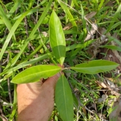 Rhodomyrtus psidioides at Gleniffer, NSW - 5 Feb 2024