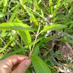 Rhodomyrtus psidioides at Gleniffer, NSW - suppressed