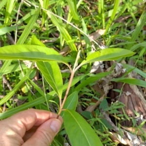 Rhodomyrtus psidioides at Gleniffer, NSW - 5 Feb 2024