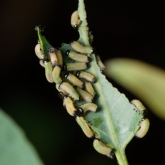 Paropsisterna cloelia (Eucalyptus variegated beetle) at Downer, ACT - 6 Feb 2024 by RobertD