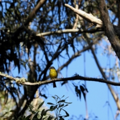 Eopsaltria australis (Eastern Yellow Robin) at Tantawangalo, NSW - 2 Feb 2024 by KMcCue