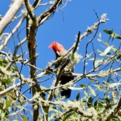 Callocephalon fimbriatum (Gang-gang Cockatoo) at South East Forest National Park - 2 Feb 2024 by KMcCue