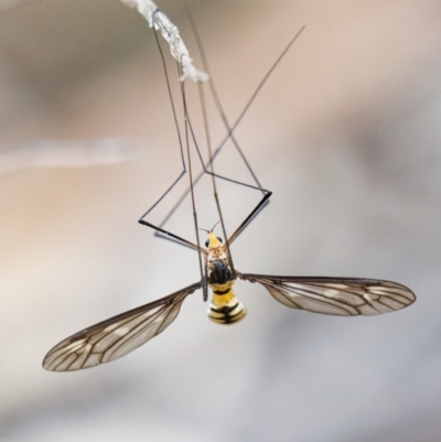 Leptotarsus (Leptotarsus) sp.(genus) (A Crane Fly) at Tralee, NSW - 25 Jan 2024 by RomanSoroka