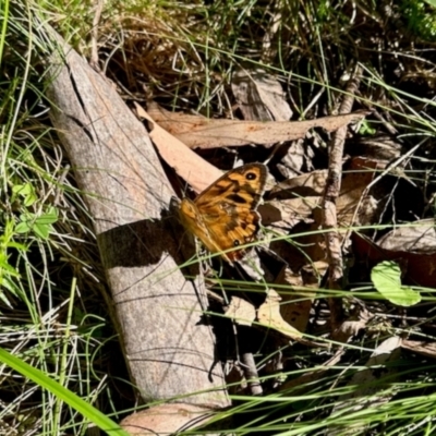 Unidentified Butterfly (Lepidoptera, Rhopalocera) at Nunnock Grassland Walking Track - 2 Feb 2024 by KMcCue