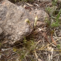 Diplodium sp. (A Greenhood) at Cooma North Ridge Reserve - 6 Feb 2024 by mahargiani