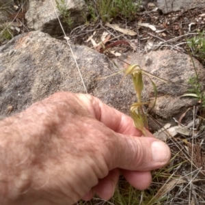 Diplodium sp. at Cooma North Ridge Reserve - 6 Feb 2024