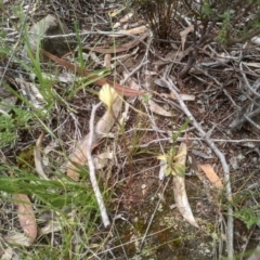 Diplodium sp. at Cooma North Ridge Reserve - 6 Feb 2024