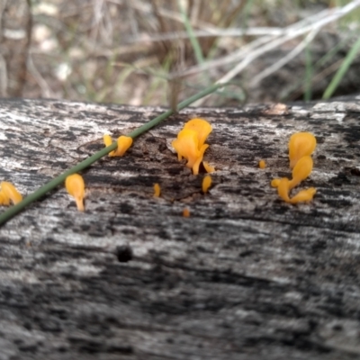 Dacryopinax spathularia (Dacryopinax spathularia) at Cooma North Ridge Reserve - 6 Feb 2024 by mahargiani