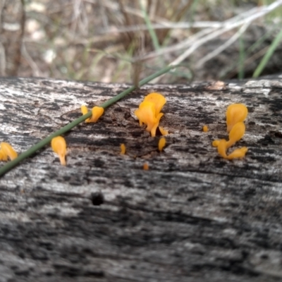 Dacrymyces sp. at Cooma North Ridge Reserve - 6 Feb 2024 by mahargiani