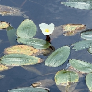 Ottelia ovalifolia subsp. ovalifolia at QPRC LGA - 6 Feb 2024