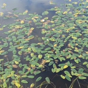 Ottelia ovalifolia subsp. ovalifolia at QPRC LGA - 6 Feb 2024