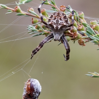 Backobourkia sp. (genus) (An orb weaver) at Tralee, NSW - 25 Jan 2024 by RomanSoroka