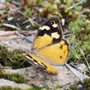 Heteronympha merope at QPRC LGA - 25 Jan 2024 06:21 PM