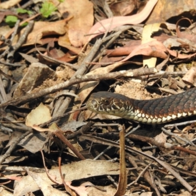 Austrelaps ramsayi (Highlands Copperhead) at Tantawangalo, NSW - 3 Feb 2024 by KMcCue