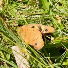 Heteronympha merope at South East Forest National Park - 3 Feb 2024 by KMcCue