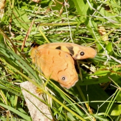 Heteronympha merope at South East Forest National Park - 3 Feb 2024 by KMcCue