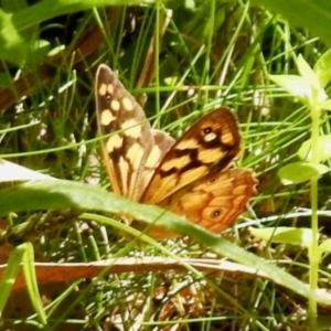 Heteronympha paradelpha at South East Forest National Park - 3 Feb 2024 02:42 PM