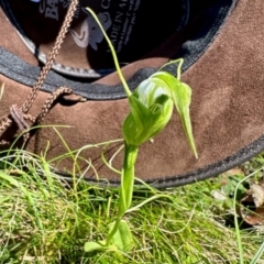 Pterostylis falcata (Sickle Greenhood) at Nunnock Swamp - 3 Feb 2024 by KMcCue