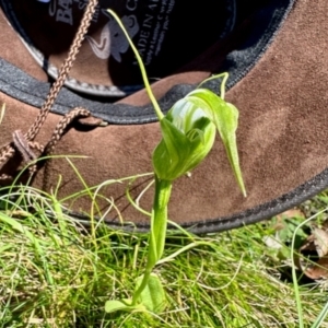 Pterostylis falcata at Nunnock Swamp - suppressed