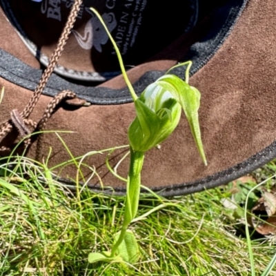 Pterostylis falcata (Sickle Greenhood) at South East Forest National Park - 3 Feb 2024 by KMcCue
