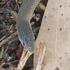 Delma inornata (Olive Legless-lizard) at Wirlinga, NSW - 6 Feb 2024 by RobCook