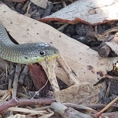 Delma inornata at Albury - 6 Feb 2024