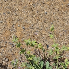 Thyreus caeruleopunctatus at Molonglo River Reserve - 6 Feb 2024