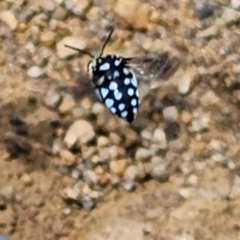 Thyreus caeruleopunctatus at Molonglo River Reserve - 6 Feb 2024