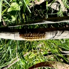 Ardices (genus) (Tiger moth (formerly Spilosoma)) at Nunnock Swamp - 4 Feb 2024 by KMcCue