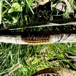 Ardices (genus) at Nunnock Swamp - 4 Feb 2024