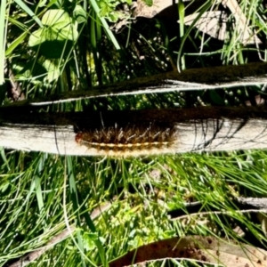 Ardices (genus) at Nunnock Swamp - 4 Feb 2024 10:57 AM