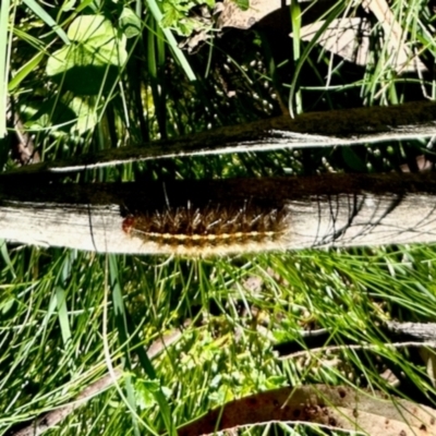 Ardices (genus) (Tiger moth (formerly Spilosoma)) at Nunnock Swamp - 4 Feb 2024 by KMcCue