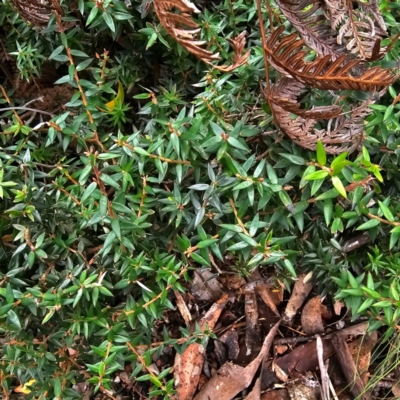 Acrotriche leucocarpa (Tall Acrotriche) at Tidbinbilla Nature Reserve - 6 Feb 2024 by Csteele4