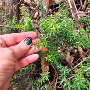 Acrotriche leucocarpa at Tidbinbilla Nature Reserve - 6 Feb 2024